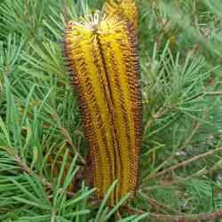 spinulosa var cunninghamii